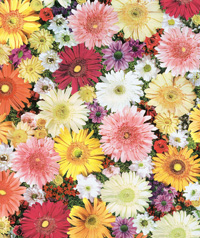 Table Cover - Printed Table Cover - Flowers Series Table Cover - F-1014